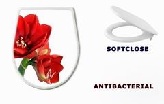 WC sedtko 22252623 - Amaryllis flower