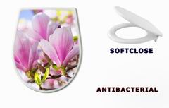 WC sedtko 64325849 - Beautiful blossoming magnolia tree in the spring time