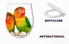 WC sedtko 9682324 - Pair of lovebirds agapornis-fischeri isolated on white